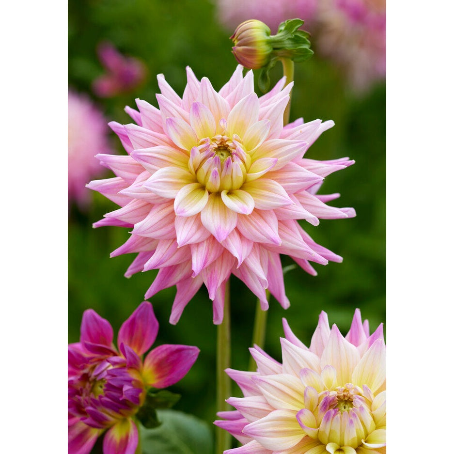 Dahlia Romantique Dekorativ 1-pak NYHET